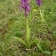  Sylvain Piry - Orchis mascula subsp. signifera (Vest) Soó [1927]