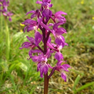 Orchis mascula subsp. signifera (Vest) Soó