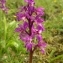  Sylvain Piry - Orchis mascula subsp. signifera (Vest) Soó [1927]