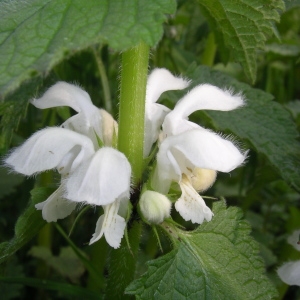 Photographie n°1429504 du taxon Lamium album L. [1753]