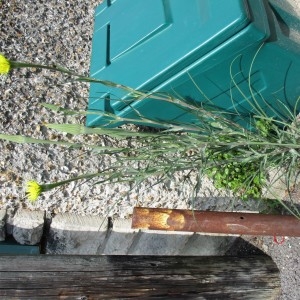 Photographie n°1429772 du taxon Tragopogon dubius Scop.