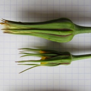 Photographie n°1429847 du taxon Tragopogon pratensis L.