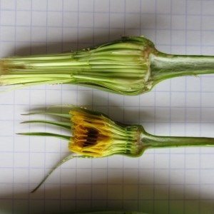 Photographie n°1429852 du taxon Tragopogon pratensis L.