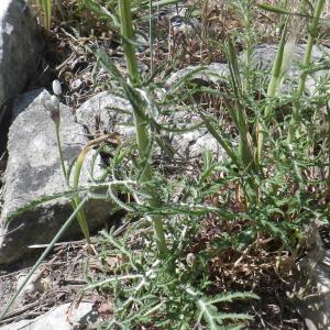 Photographie n°1432139 du taxon Crupina crupinastrum (Moris) Vis. [1847]