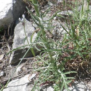 Photographie n°1432148 du taxon Crupina crupinastrum (Moris) Vis. [1847]