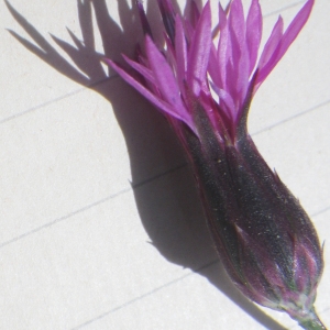 Photographie n°1432157 du taxon Crupina crupinastrum (Moris) Vis. [1847]