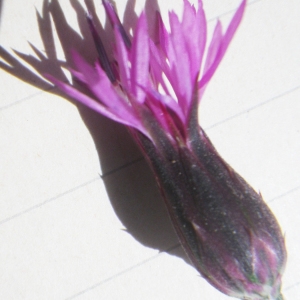 Photographie n°1432165 du taxon Crupina crupinastrum (Moris) Vis. [1847]