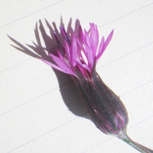 Photographie n°1432172 du taxon Crupina crupinastrum (Moris) Vis. [1847]