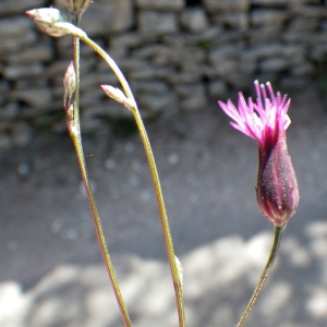 Photographie n°1432179 du taxon Crupina crupinastrum (Moris) Vis. [1847]