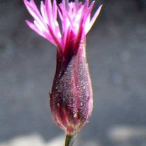 Photographie n°1432187 du taxon Crupina crupinastrum (Moris) Vis. [1847]