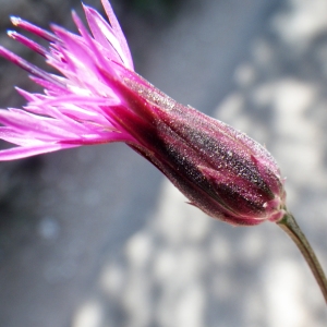 Photographie n°1432194 du taxon Crupina crupinastrum (Moris) Vis. [1847]