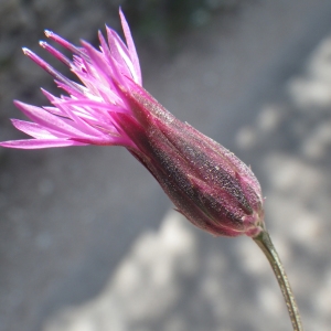 Photographie n°1432204 du taxon Crupina crupinastrum (Moris) Vis. [1847]
