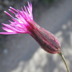 Photographie n°1432212 du taxon Crupina crupinastrum (Moris) Vis. [1847]