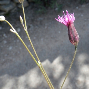 Photographie n°1432219 du taxon Crupina crupinastrum (Moris) Vis. [1847]