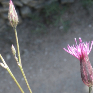 Photographie n°1432224 du taxon Crupina crupinastrum (Moris) Vis. [1847]
