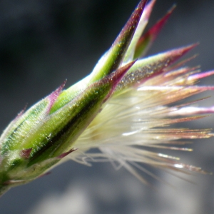 Photographie n°1432231 du taxon Crupina crupinastrum (Moris) Vis. [1847]