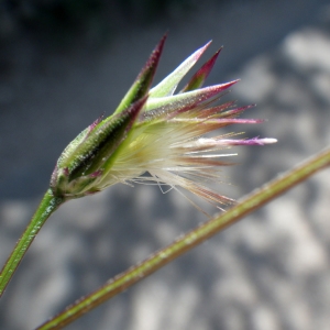 Photographie n°1432236 du taxon Crupina crupinastrum (Moris) Vis. [1847]