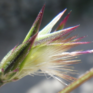 Photographie n°1432242 du taxon Crupina crupinastrum (Moris) Vis. [1847]