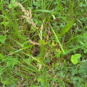 Photographie n°1434148 du taxon Rumex crispus L. [1753]