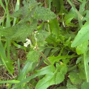 Photographie n°1434150 du taxon Lamium album L.