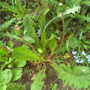 Photographie n°1434152 du taxon Taraxacum officinale F.H.Wigg. [1780]