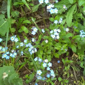 Photographie n°1434154 du taxon Myosotis arvensis (L.) Hill [1764]