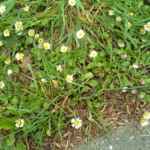 Photographie n°1434158 du taxon Bellis perennis L. [1753]