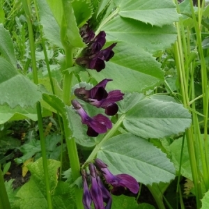 Photographie n°1434598 du taxon Vicia serratifolia Jacq.