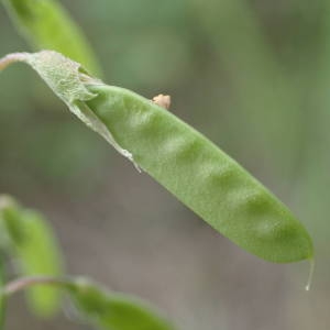 Photographie n°1434601 du taxon Ervum gracile (Lois.) DC. [1813]