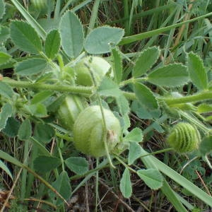 Photographie n°1434611 du taxon Medicago scutellata (L.) Mill. [1768]