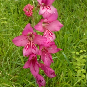 Photographie n°1437919 du taxon Gladiolus communis L. [1753]