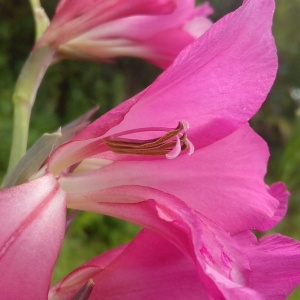 Photographie n°1437927 du taxon Gladiolus communis L. [1753]