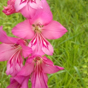 Photographie n°1437928 du taxon Gladiolus communis L. [1753]