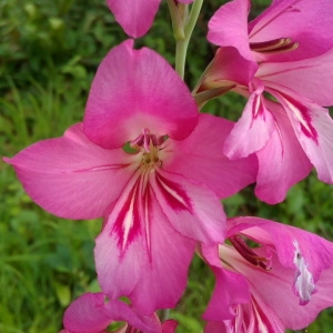 Photographie n°1437933 du taxon Gladiolus communis L. [1753]