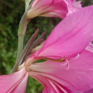 Photographie n°1437938 du taxon Gladiolus communis L. [1753]