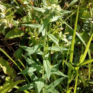 Photographie n°1437959 du taxon Lithospermum officinale L. [1753]