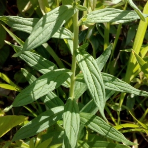 Photographie n°1437960 du taxon Lithospermum officinale L. [1753]