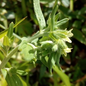 Photographie n°1437961 du taxon Lithospermum officinale L. [1753]