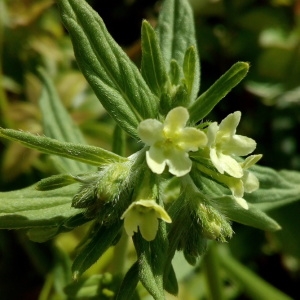 Photographie n°1437962 du taxon Lithospermum officinale L. [1753]