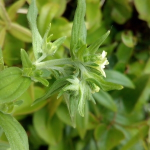 Photographie n°1437967 du taxon Lithospermum officinale L. [1753]