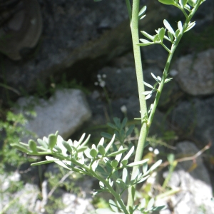 Photographie n°1439786 du taxon Ruta chalepensis L. [1767]