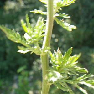 Photographie n°1439796 du taxon Achillea ligustica All. [1773]