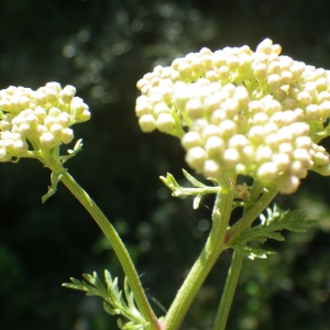 Photographie n°1439797 du taxon Achillea ligustica All. [1773]