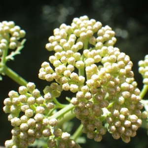 Photographie n°1439803 du taxon Achillea ligustica All. [1773]