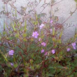 Photographie n°1441504 du taxon Geranium robertianum L. [1753]