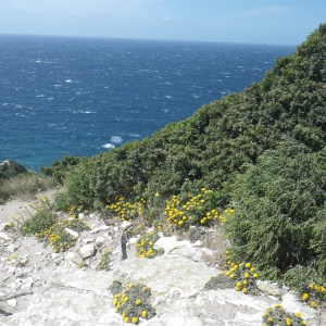 Photographie n°1442718 du taxon Asteriscus maritimus (L.) Less. [1832]