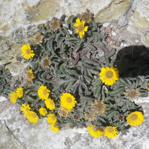 Photographie n°1442725 du taxon Asteriscus maritimus (L.) Less. [1832]