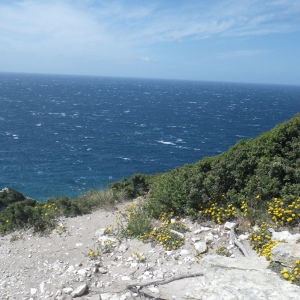 Photographie n°1442733 du taxon Asteriscus maritimus (L.) Less. [1832]
