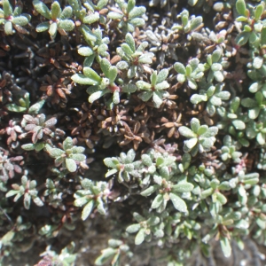 Limonium dissitiflorum (Boiss.) Kerguélen (Limonium à feuilles obtuses)