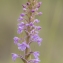  Dominique Robin - Gymnadenia conopsea (L.) R.Br. [1813]